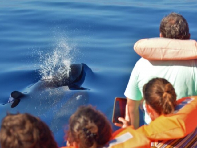  Observation des baleines en famille 