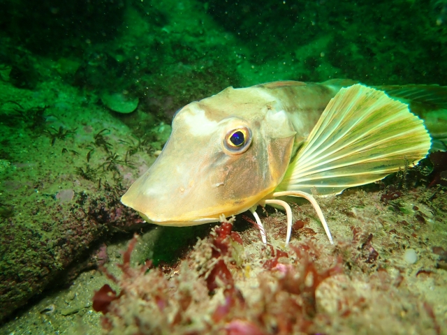  探索海洋生物 