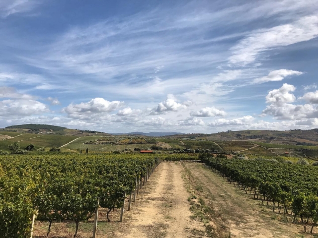 viñedos de Portugal