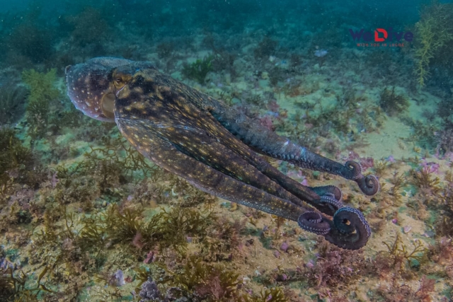  marine fauna 