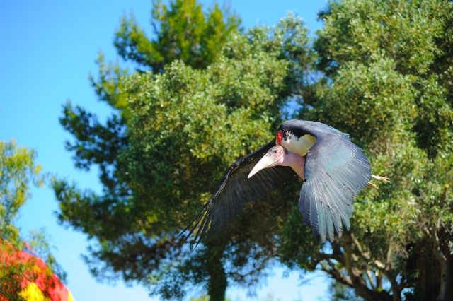 Ave volando