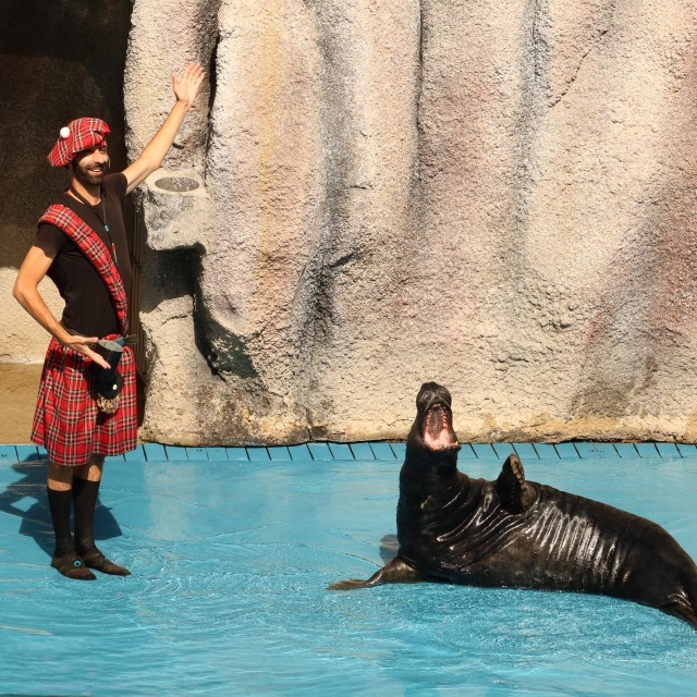  Show mit Seelöwen 