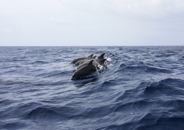  Avistando delfines 