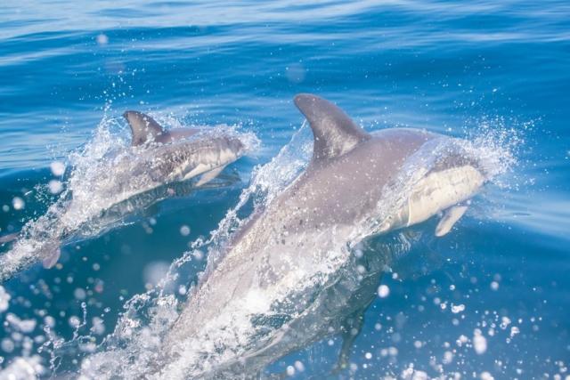Delfines en libertad