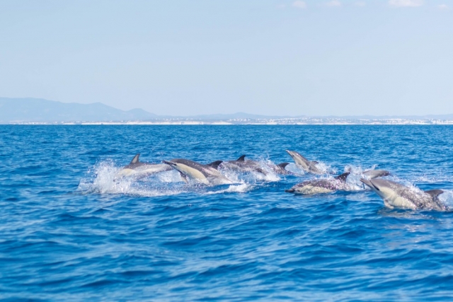 Viendo delfines