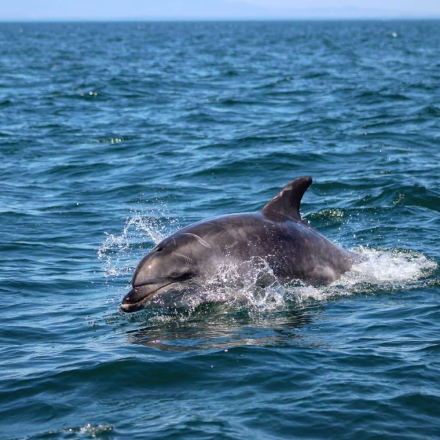 Viendo delfines