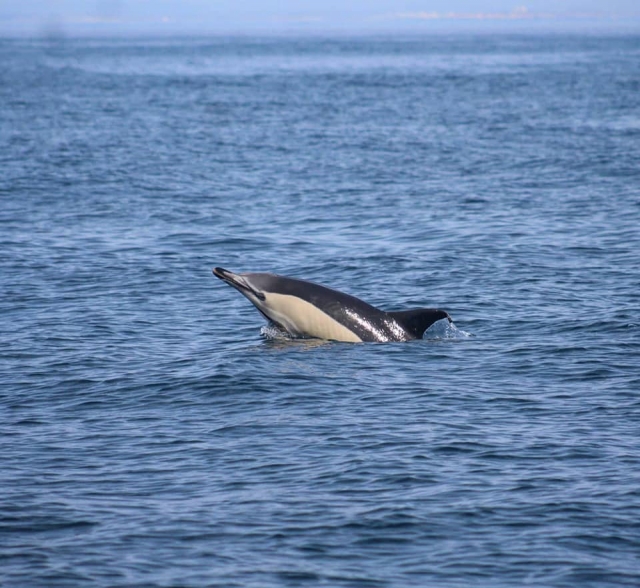 Delfines en su hábitat natural