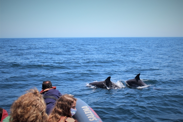 Viendo a los delfines