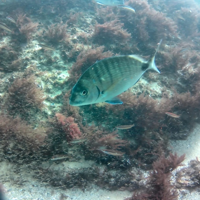  Seabed of Setúbal 