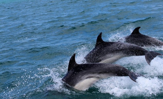 Delfines navegando con nosotros