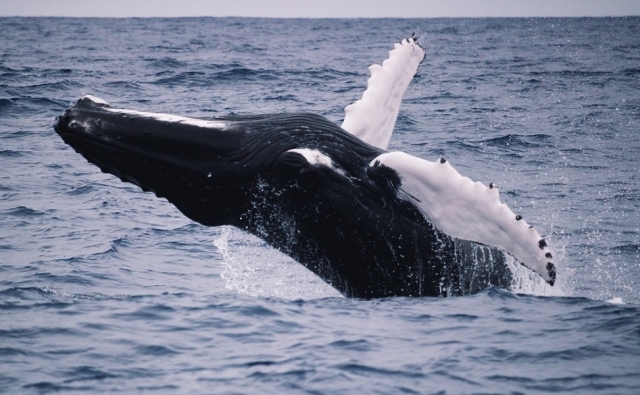 e-19763487-salto-de-ballena165693606316569409583887.jpg