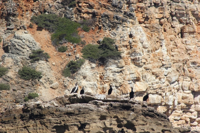 Aves marinas de Sagres