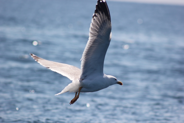Avistamiento de aves migratorias en Portugal