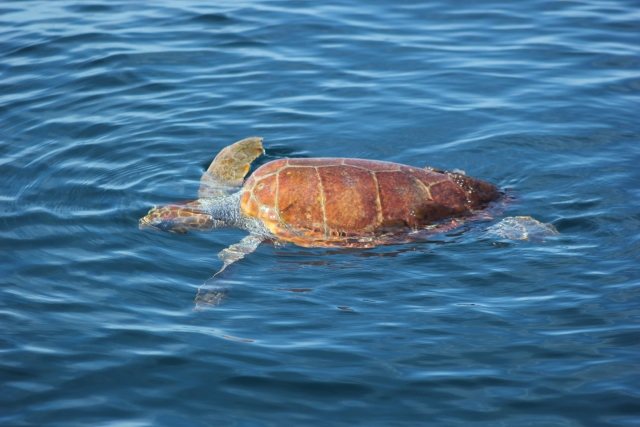 Descubre otras especias como la tortuga de mar