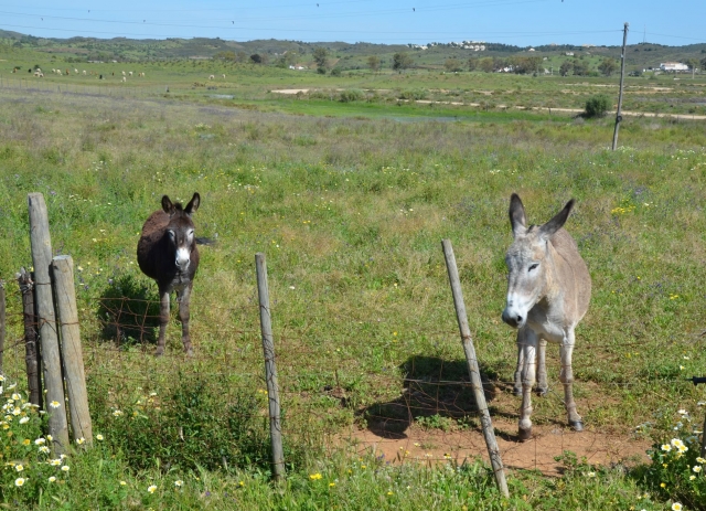  Deux ânes 