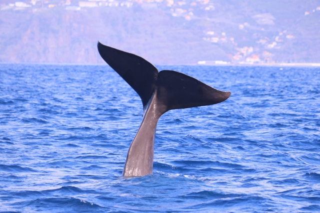  Osservazione delle balene 