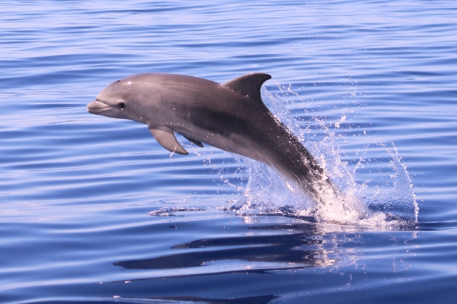  Delfino che salta