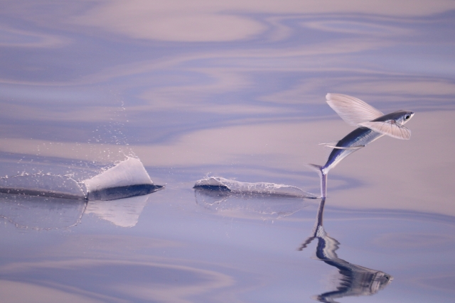  Pesci nell'acqua 