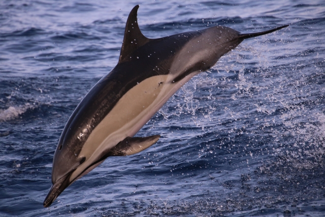  Avvistamento di un delfino 