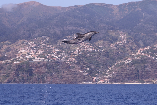  Delfino nell'aria 