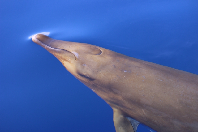  Delfino 