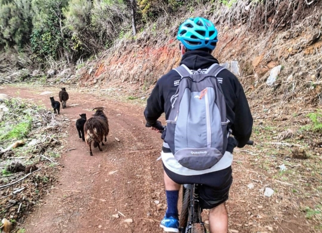  Walking with our animal friends 