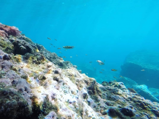  Under the sea 