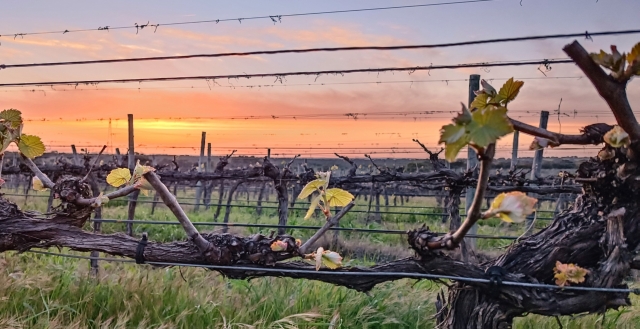  Weinberge