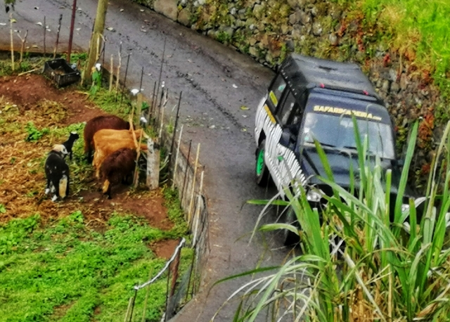  Tiere und Jeeps 
