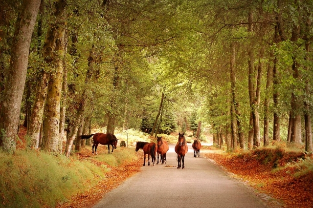 Paseos a caballo 