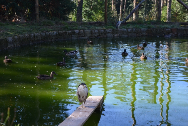 Especies de nuestro zoológico