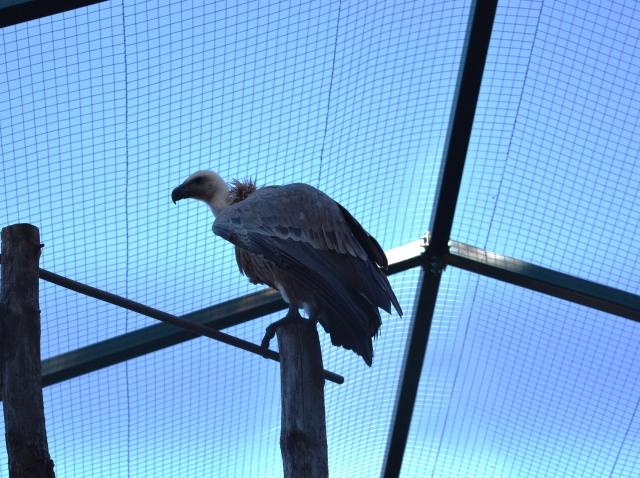 Aves del zoo