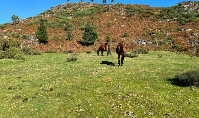 Sementales en las zonas naturales de Portugal