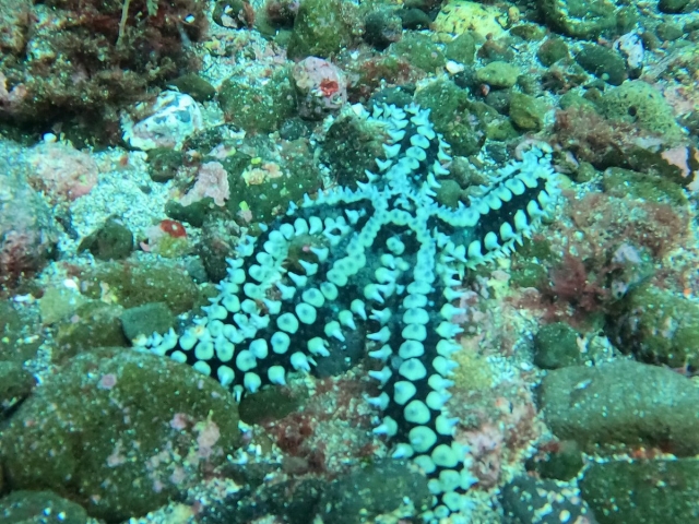  海底物种 