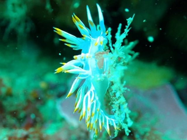  Specie marine durante le immersioni 