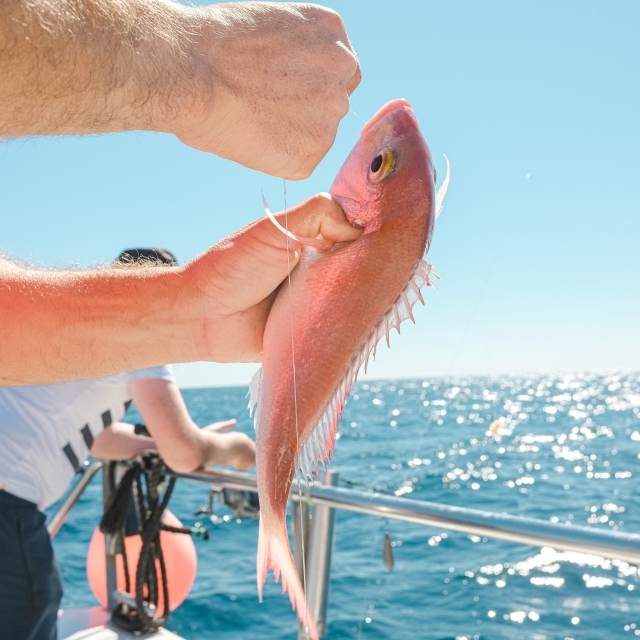  Atlantic species