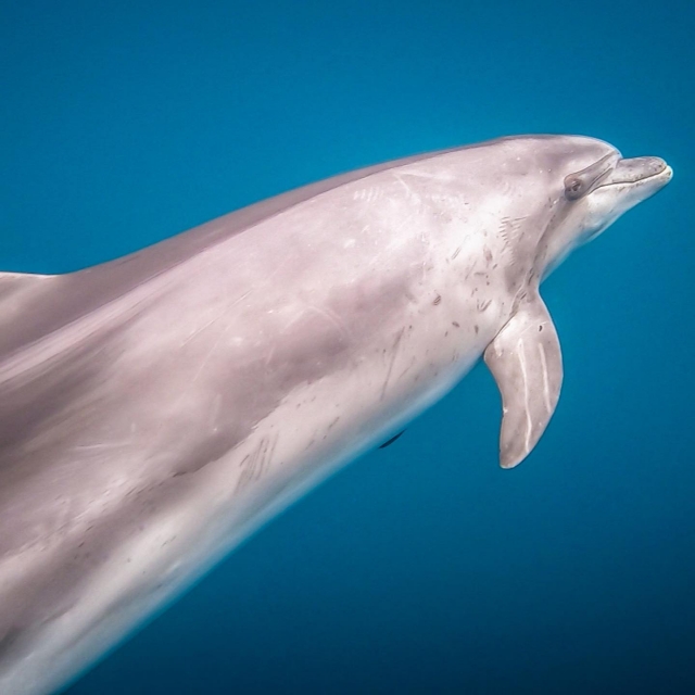  Passeremo molto vicino ai delfini 