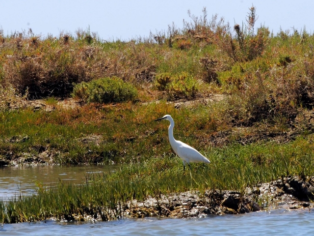  Bird watching through the Ria Formosa 