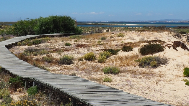 Natural area of the Ria Formosa 
