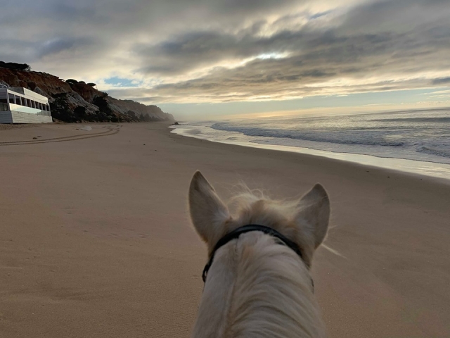 Un caballo caminando por la playa bajo un día nublado