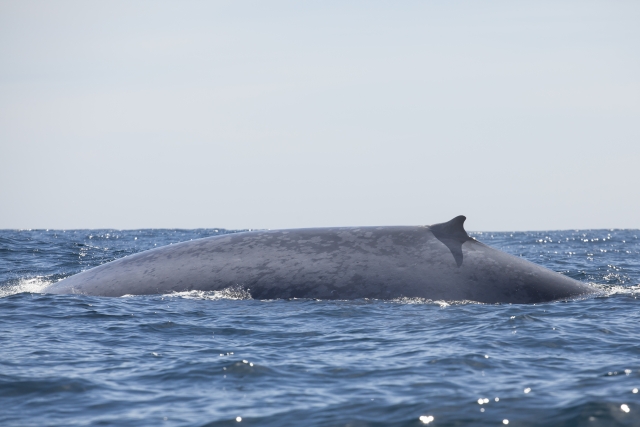  海洋生物 