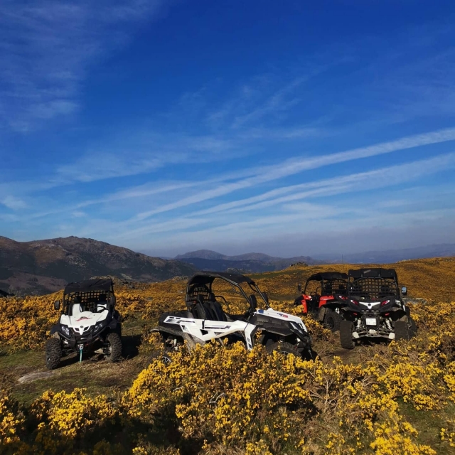  Flotta di buggy 