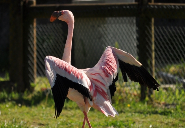  Flamants roses au zoo 