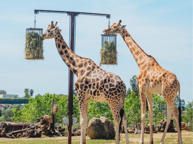  Girafes dans le vaste 
