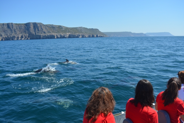  Escursione in barca per osservare i delfini 