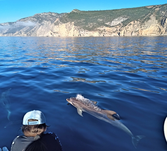  Osservazione dei cetacei 