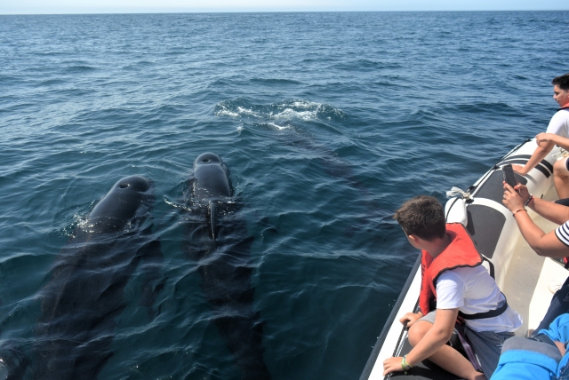  Itinerario in barca per osservare le balene 