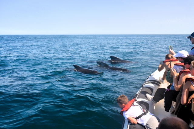  Tre balene nell'Oceano Atlantico 