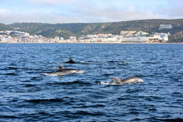 Delfini nel mare 