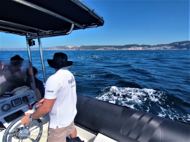  Osservazione dei delfini dalla barca 